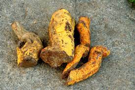 Wonderful Uses of Saptachakra (Salasia reticulata) - an Ayurvedic herb 1 Wonderful Uses of Saptachakra (Salasia reticulata) - an Ayurvedic herb