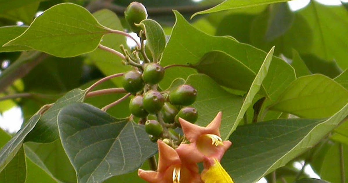 GAMBHARI 1 GAMBHARI