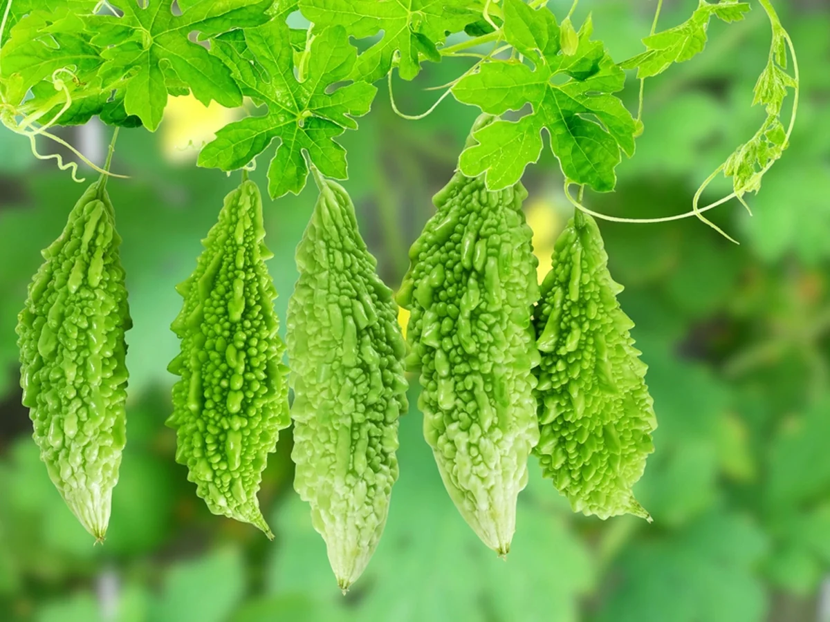KARELA 1 KARELA