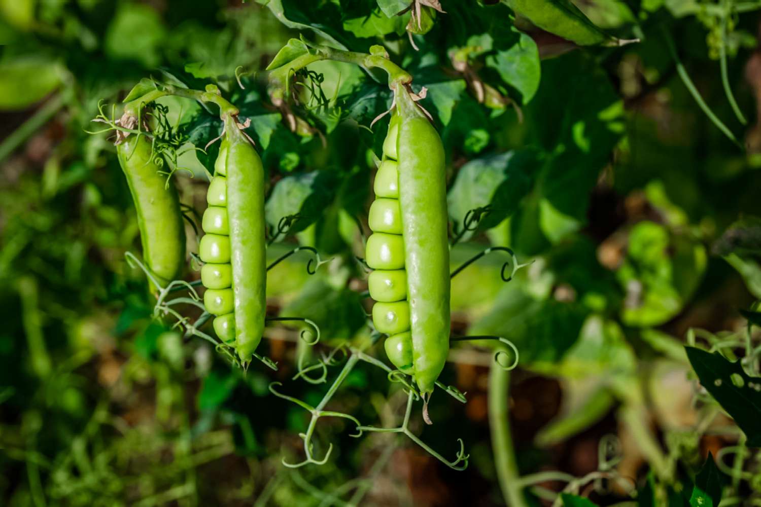 PEAS 1 PEAS
