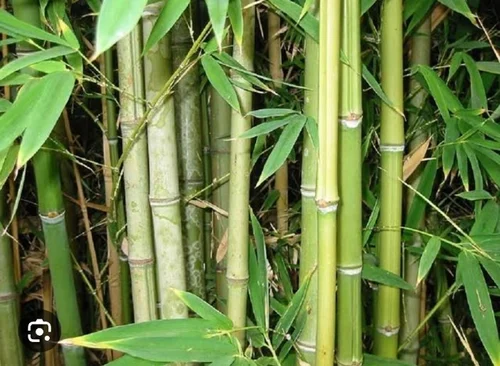 BAMBOO 1 BAMBOO